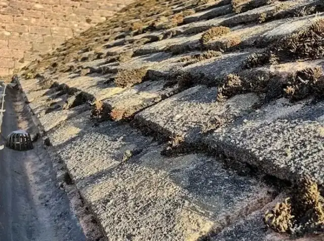 Thick moss scraped from half of a concrete tiled roof